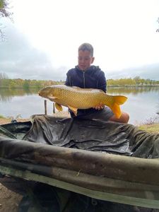 Common Carp