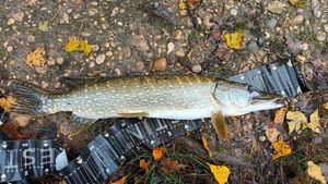 Northern Pike