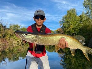 Northern Pike