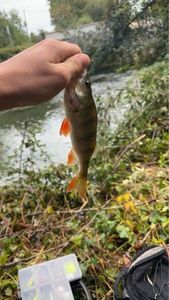European Perch
