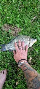 Crucian Carp