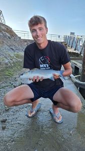 Flathead Grey Mullet