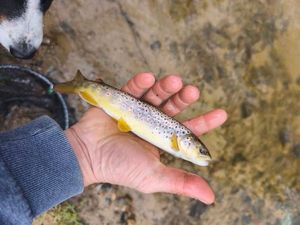 Brown Trout