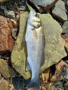European Bass (Seabass)