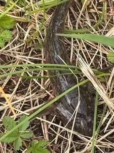 Black Bullhead