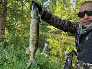 Northern Pike