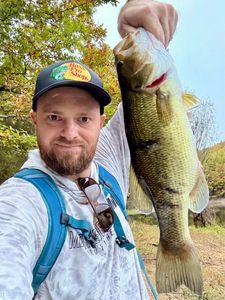 Largemouth Bass