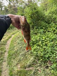 European Perch