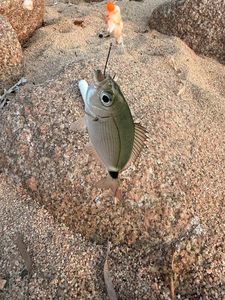 Saddled Seabream
