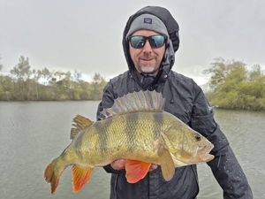 European Perch