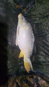 Mirror Carp