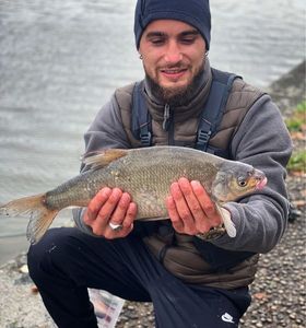 Common Bream