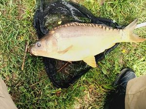 Mirror Carp