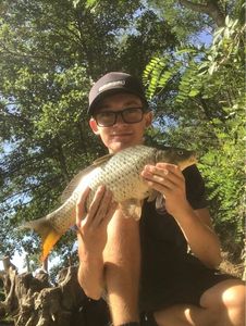 Common Carp
