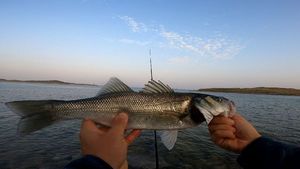 European Bass (Seabass)