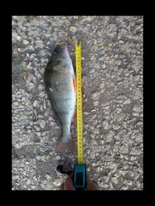 European Perch