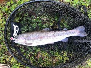 Rainbow Trout