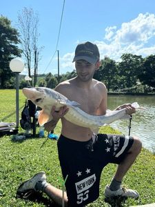 Sturgeon
