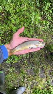 Brown Trout