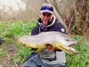 Brown Trout