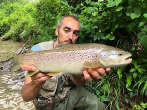 Brown Trout