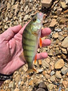 European Perch