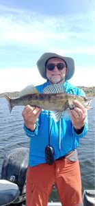 Zander