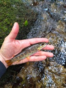 Brown Trout