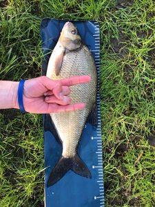Common Bream