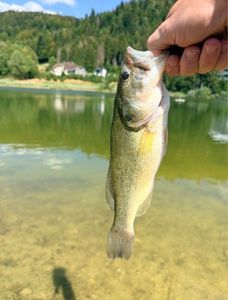 Largemouth Bass