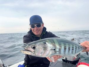 Atlantic Bonito