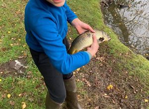 Common Carp