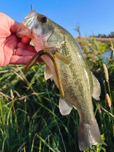 Largemouth Bass