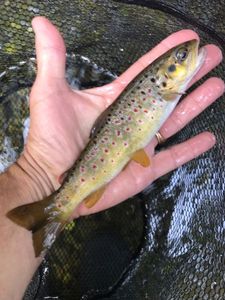 Brown Trout