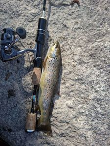 Brown Trout