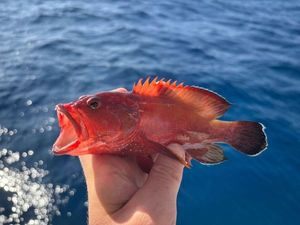 Bluespotted seabass