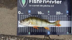 European Perch
