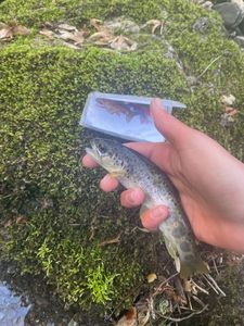 Brown Trout