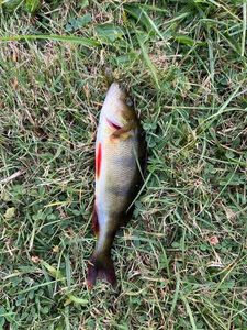 European Perch