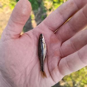 Common Minnow