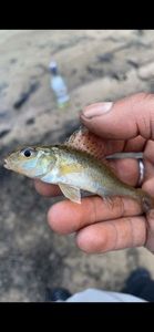 Ruffe