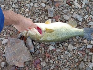 Largemouth Bass