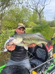 Largemouth Bass