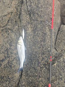 European Bass (Seabass)