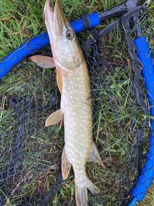 Northern Pike