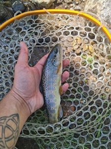 Brown Trout