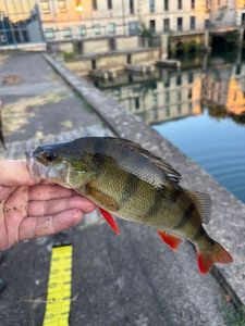 European Perch