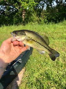 Largemouth Bass