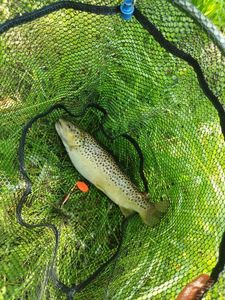 Brown Trout