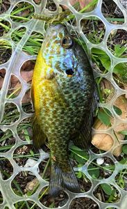 Green Sunfish